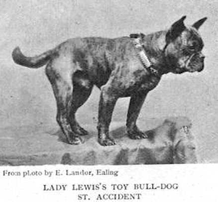 About breeds of dogs. - Dog, Dog breeds, French Bulldog, Video, Longpost