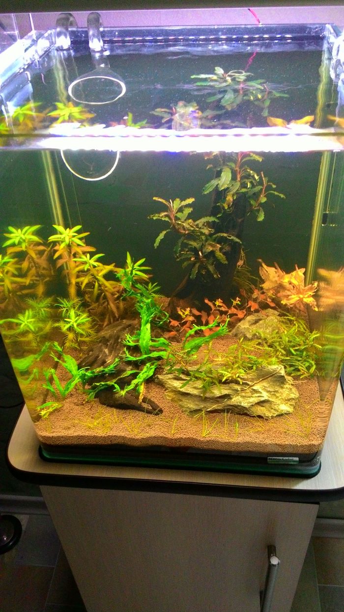 Nano Cube 30 liters. 1 week (07/07/2018). - My, Aquarium, Aquarium, Aquarium plants, Longpost