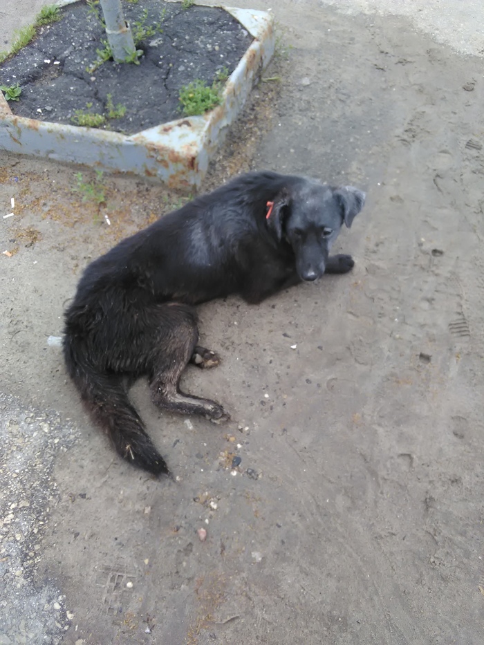 Need help for a dog in the city of Bogorodsk (Nizhny Novgorod region) - My, No rating, Dog, Help, , Helping animals, Kindness, Animals, Bogorodsk, Longpost