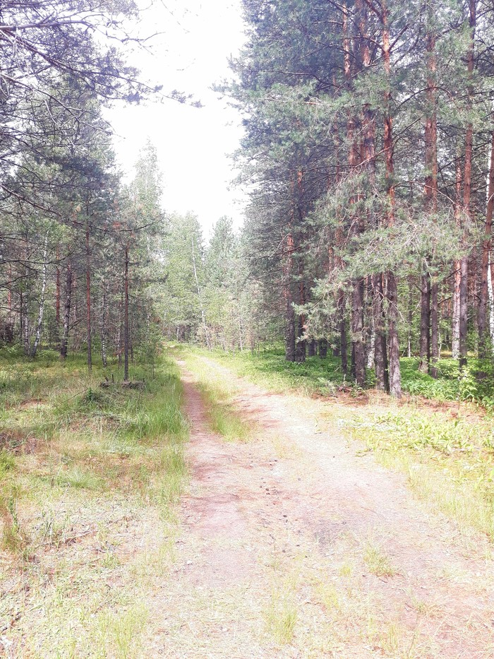 Walks in the woods - My, Forest, Elektrogorsk, Nature, beauty, Longpost