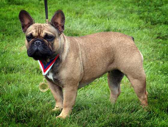 About breeds of dogs. - Dog, Dog breeds, French Bulldog, Video, Longpost