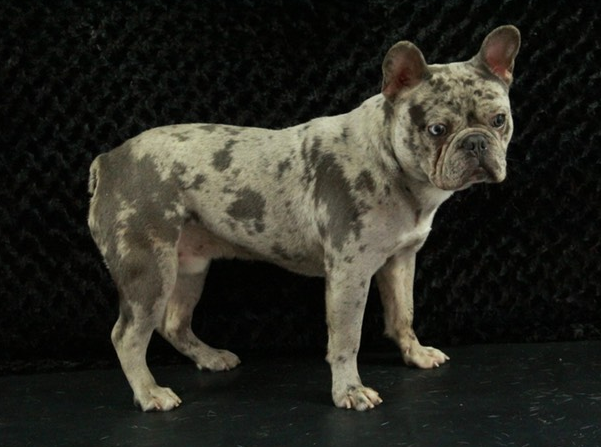 About breeds of dogs. - Dog, Dog breeds, French Bulldog, Video, Longpost