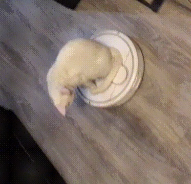    , -,   , 