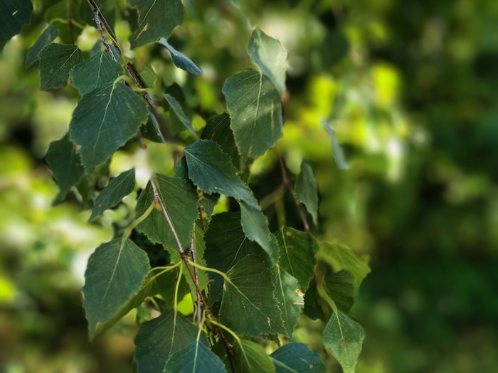 Summer - My, Summer, Leaves, Dew