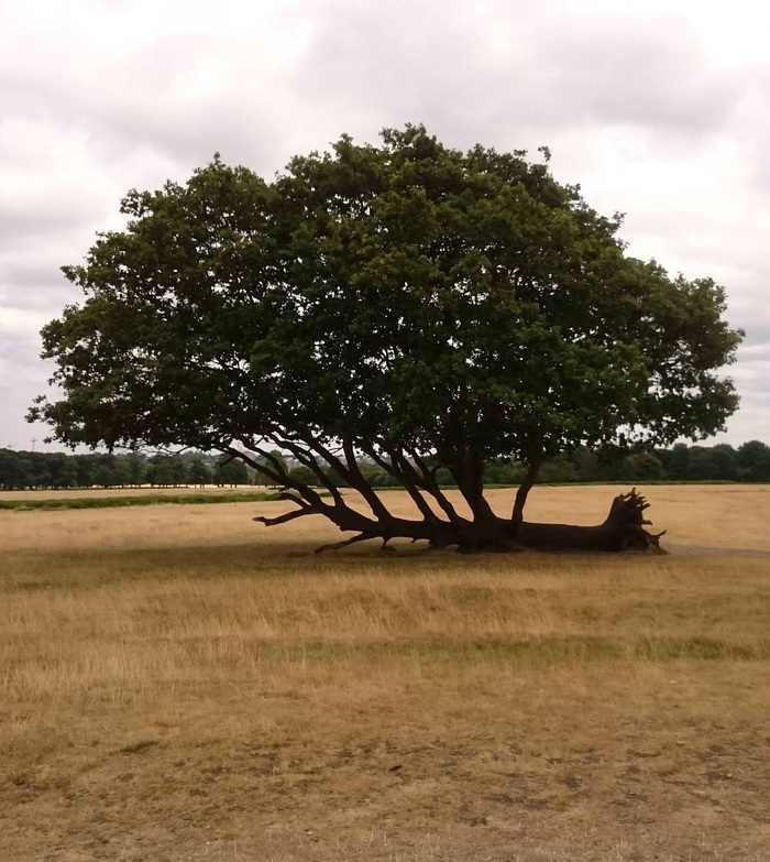 Это упавшее дерево, которое не сдается Дерево, Фотография