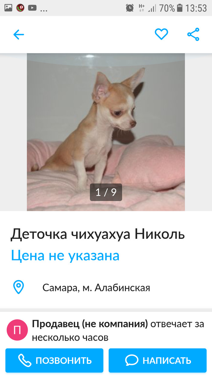 Just read))) - Chihuahua, Dog, My, Longpost