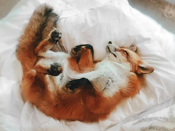 The life of a fox is good, just know - lie on the bed :) - Fox, Bed, Dream, Redheads, Pillow