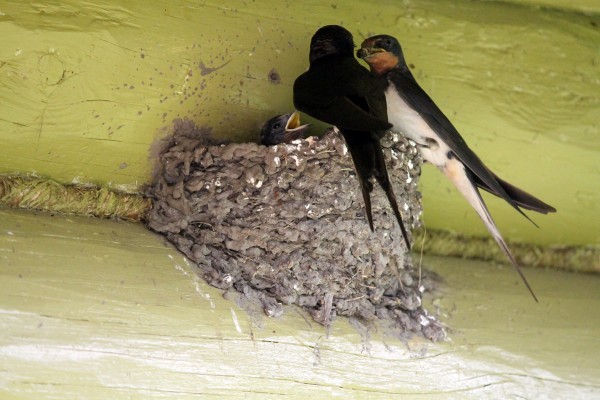 In the Tver region, flayers massively kill swallow chicks. We need maximum publicity! - Birds, No rating, Martin, Flailing, , Negative, Moral freaks, Longpost