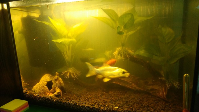 Help with the aquarium! - My, Aquarium, Aquarium fish, Need advice, Help, Dirt, Longpost