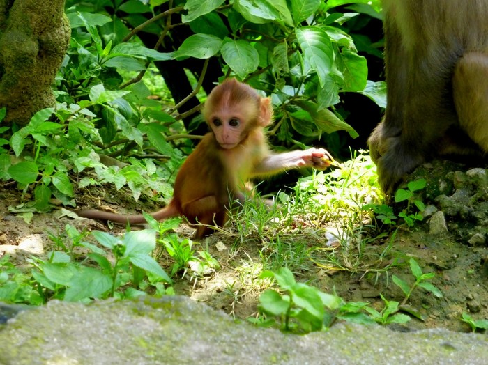 Kathmandu. monkey temple - My, Bhutan, Nepal, Kathmandu, Monkey, Tourism, The photo, Travels, Longpost