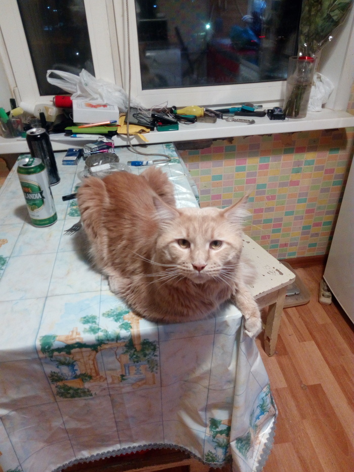 Moscow, Babushkinskaya, the cat is missing. - My, No rating, The strength of the Peekaboo, Help, Longpost, cat, Moscow, Lost cat