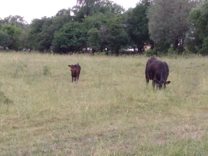 Aberdeen Angus grazing. - My, Сельское хозяйство, Veterinary, , Miratorg, Kaliningrad, Longpost