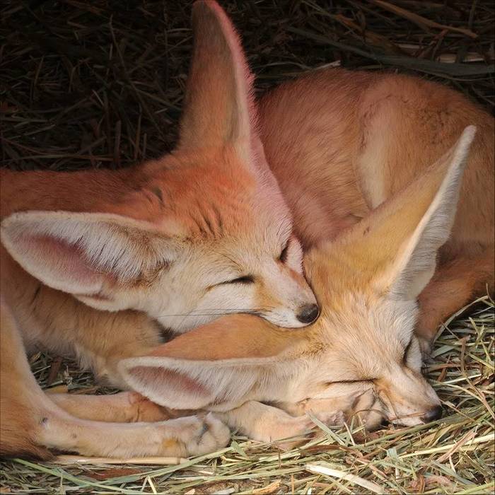 Tired Fenichki are sleeping... - Fox, Fenech, , Dream, Milota, Animals