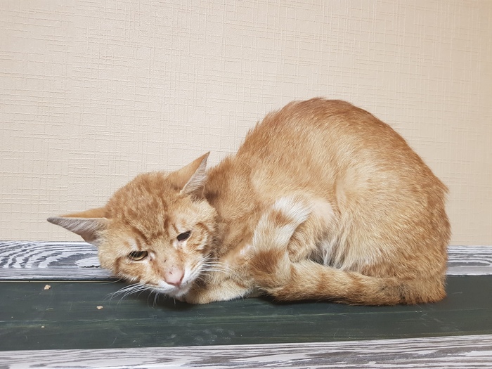 Психологическая помощь коту