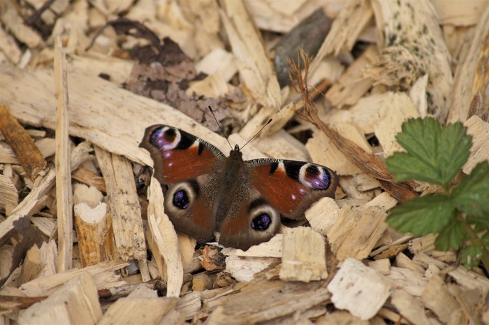 Meeting in the woods - My, Butterfly, Nature, Sony alpha 580, , Peacock's Eye