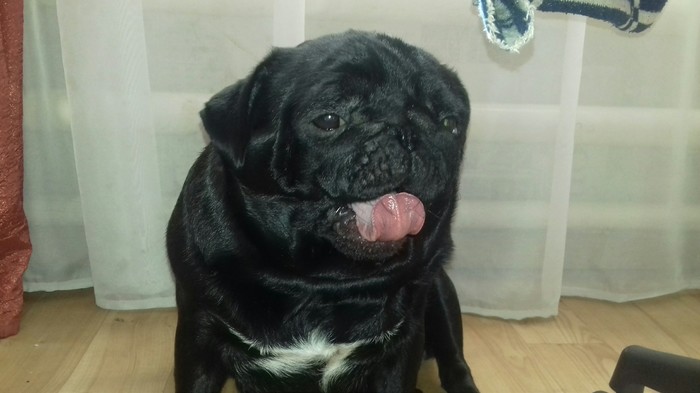 Yawning pug post - My, Dog, Yawn, Pug