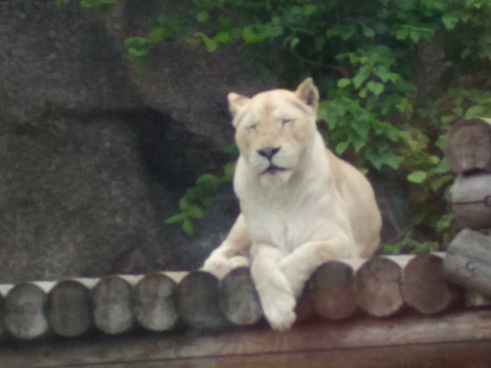 Izhevsk zoo - My, Zoo, Birds, cat, The Bears, a lion, Longpost