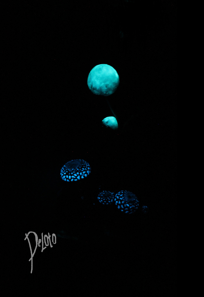 "Кусочек Горького берега" ( по мотивам TES III: Morrowind") The Elder Scrolls III: Morrowind, The Elder Scrolls, Deloto, Длиннопост