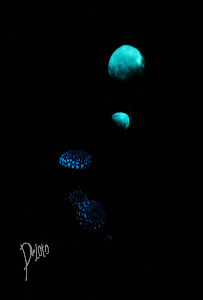 "Кусочек Горького берега" ( по мотивам TES III: Morrowind") The Elder Scrolls III: Morrowind, The Elder Scrolls, Deloto, Длиннопост