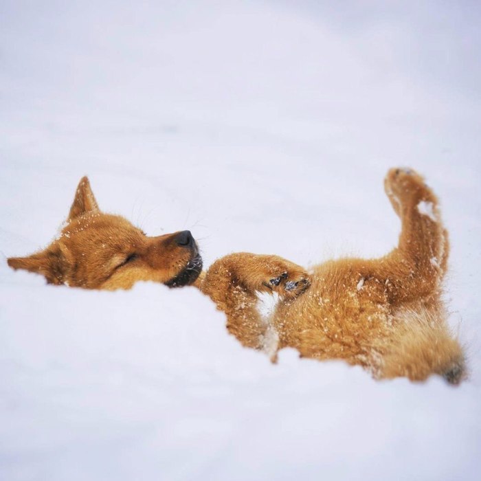 Happiness coolness - Dog, Milota, Snow, Snowball, Puppies