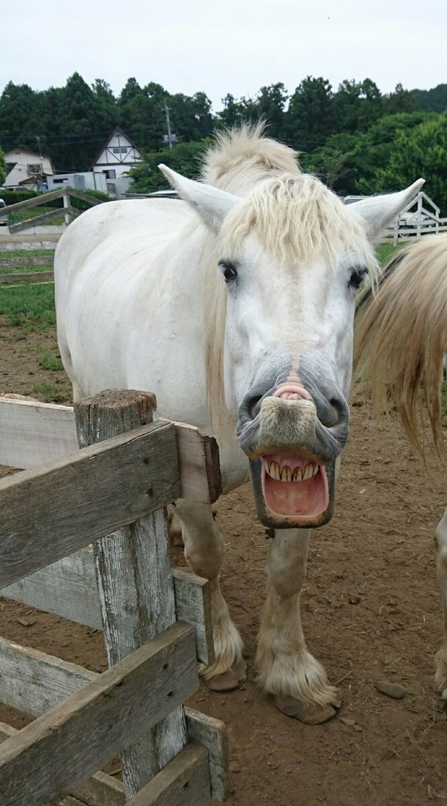 Just a smiling horse - Horses, It seemed