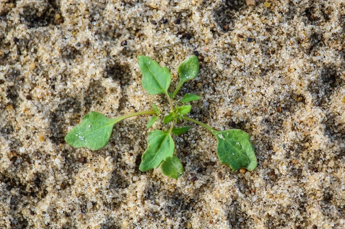 Мир под ногами фотография, длиннопост, Природа