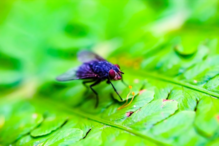 Мир под ногами фотография, длиннопост, Природа