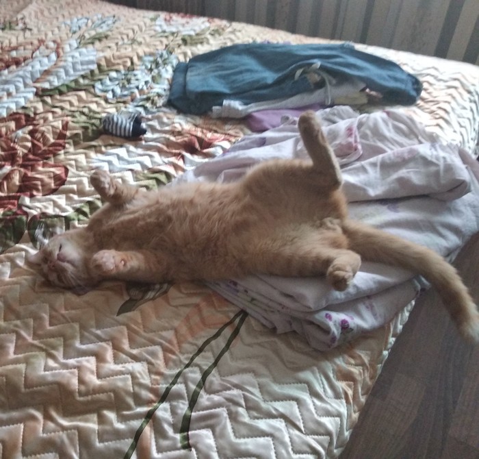 My cat is broken... - My, cat, Longpost, Redheads, Breaking