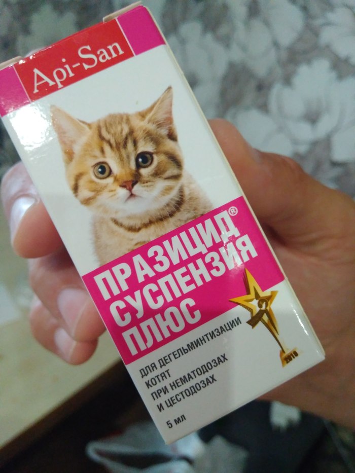 Котенок - Моё, Ставрополь, Котята, Найдено, Длиннопост, Без рейтинга, Кот, Помощь