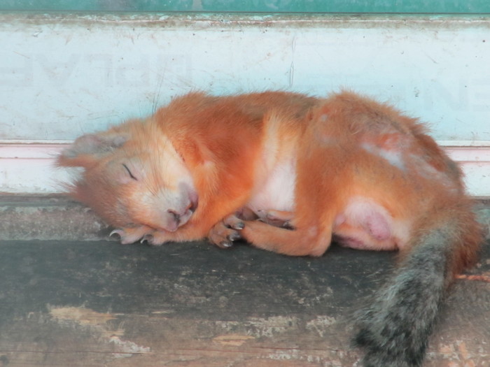 Here she is the Friday squirrel. - My, , Ryazhsk, Zoo