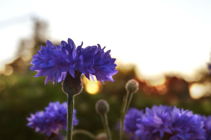 Beauty is all around us part 2 - The photo, My, Longpost, Nature, Bloom