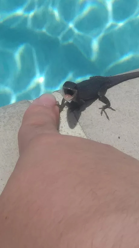 Hey - , Lizard, Fingers, Water, 