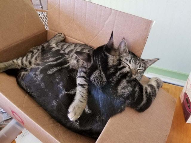 My cats Io and Eris after being apart for a few weeks. - cat, Catomafia, Animals, Pets, Milota, Reddit