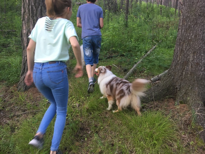 Sunday evening walk. - My, Samoyed, Aussi, Australian shepherd, Dog, Dogs and people, Nature, Evening, Longpost