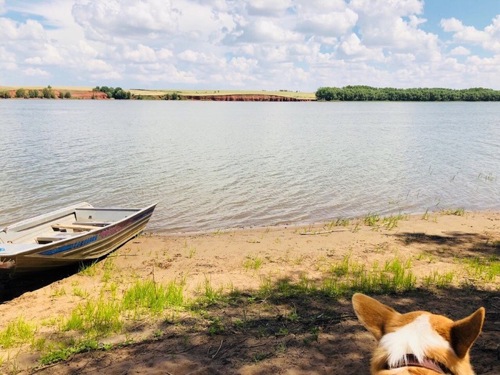 Summertime - My, Nature, Summer, Corgi, Dog