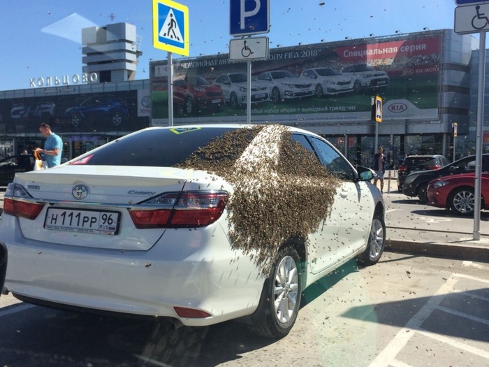 Bees have chosen a car standing in a place for the disabled - Bees, Неправильная парковка, Video