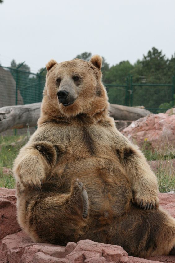 Когда сел на пенёк и съел пирожок. - Фотография, Медведи, Толстяк, Полнота