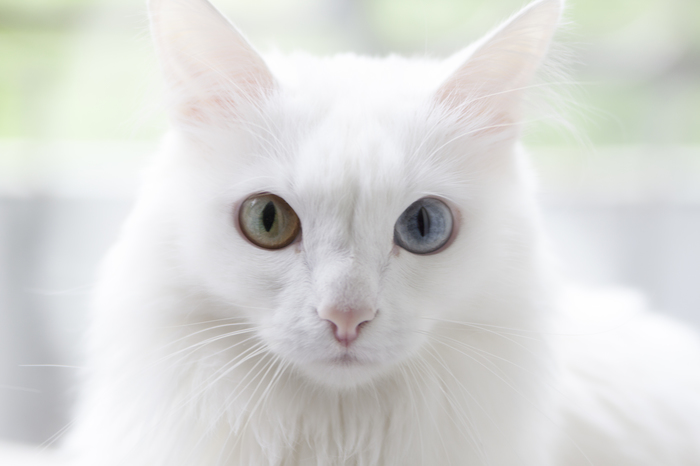Where are you, master? - My, cat, Heterochromia, Turkish angora