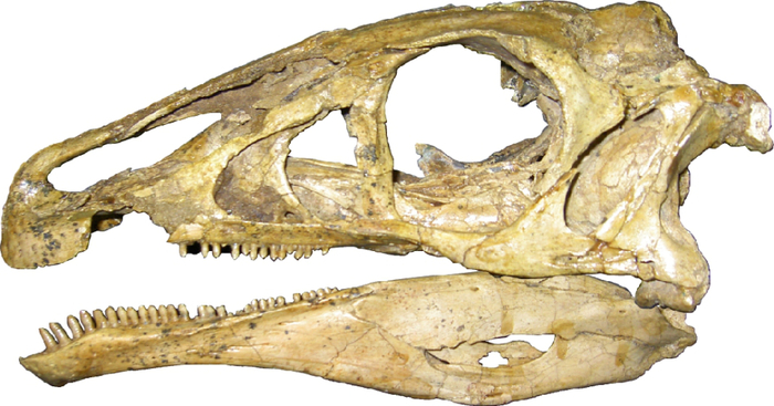 Who are Segnosaurids? - , Dinosaurs, Longpost