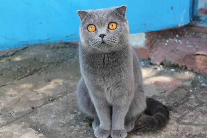 Queen Margo - My, cat, Village, Eyes, Milota