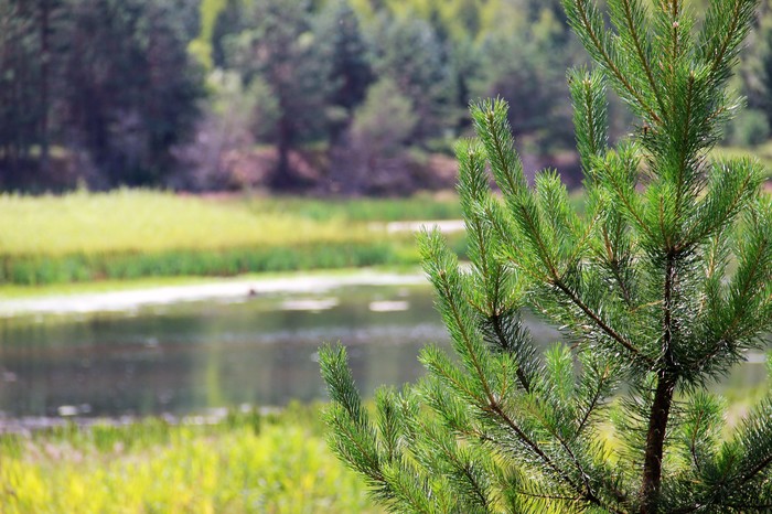 Just a photo. - My, Nature, Smolensk region, For the soul