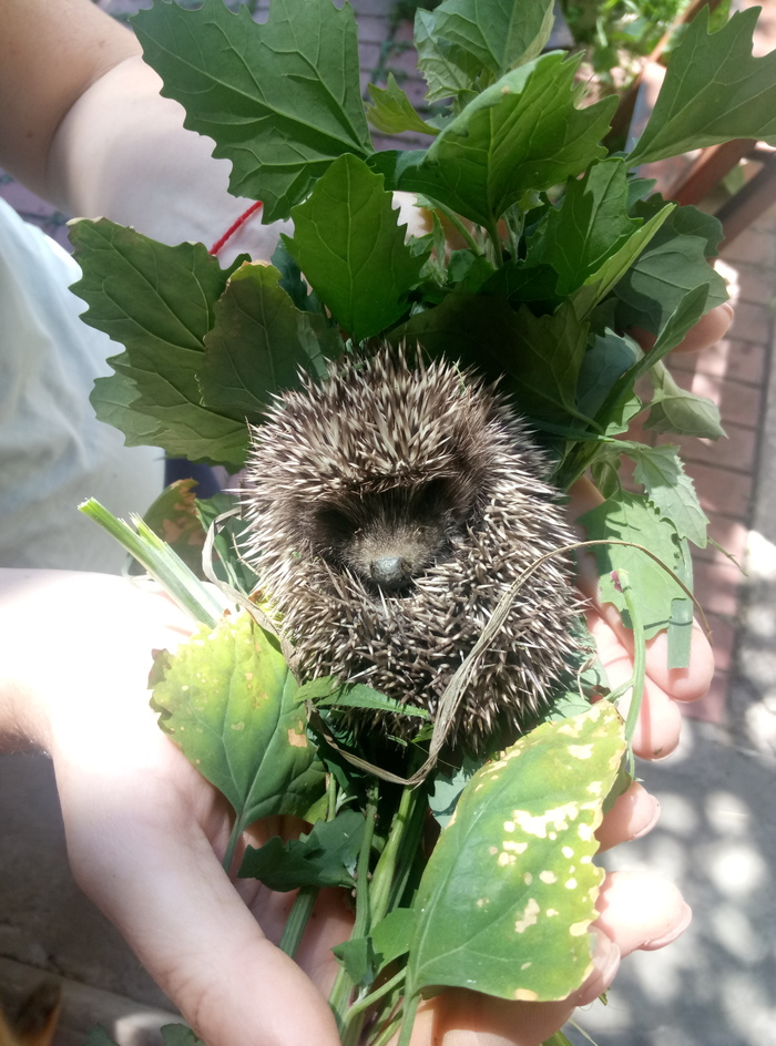 Hedgehog - My, Animals, Hedgehog, Milota, Longpost