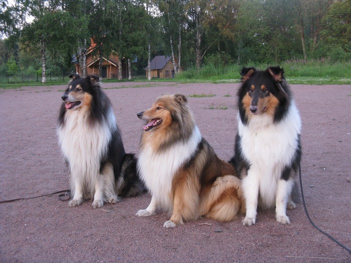 Dad, mom and son .... son outgrown dad - My, Collie, Dog, Pets