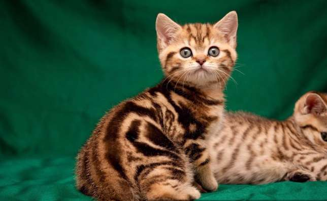 British golden marble cat - Cat breeds, British cat, cat house, Animals, Pets, cat, Dream
