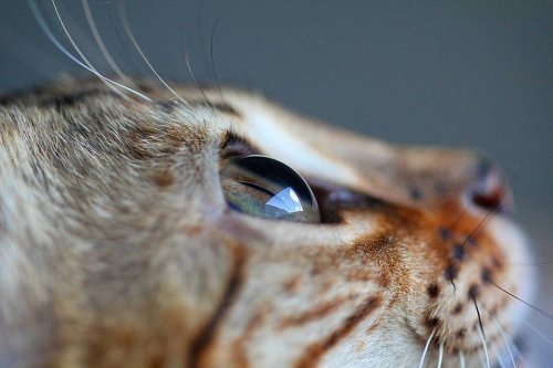 dew drop - cat, Eyes, Water drop