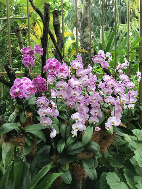 singapore orchid park - My, Singapore, Orchids, Flowers, Longpost