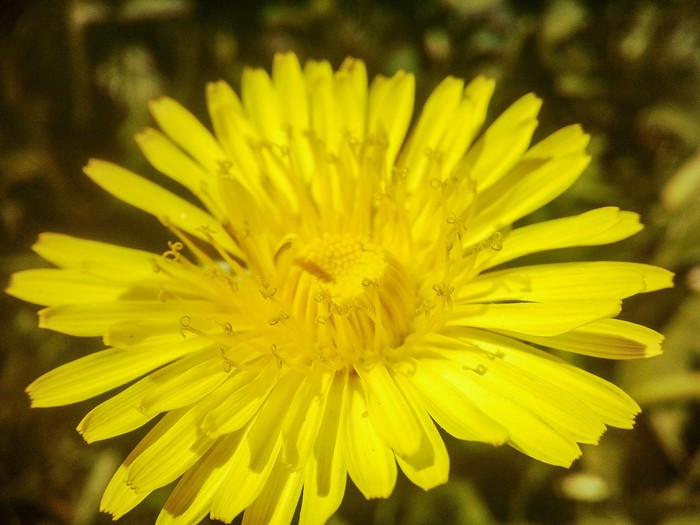 Dandelion - The photo, Flowers, My