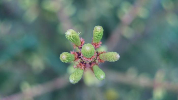 natural symmetry - My, Beginning photographer, Nature, Symmetry