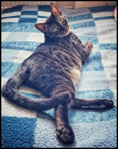 Paint me like one of your french girls - Mustachioed - Striped, Catomafia, cat, Milota, Pets, Animals, My, Pet