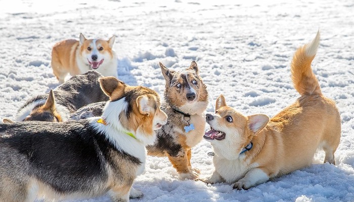 When you really like to poison jokes - My, Corgi, Murmansk, Welsh corgi pembroke, Dog